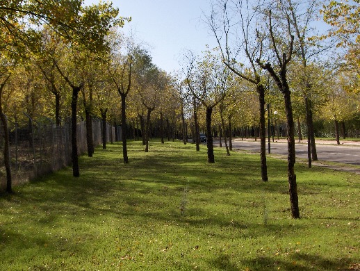 Los paseos Forestales antes de que el Ayuntamiento los cubriera de cemento