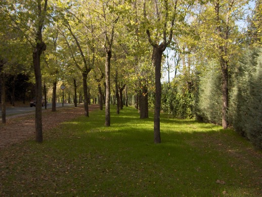 Los Paseos Forestales antes de ser cubiertos por el cemento municipal